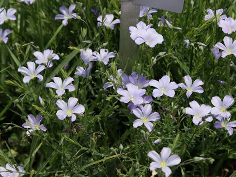 Linum perenne ssp. alpinum