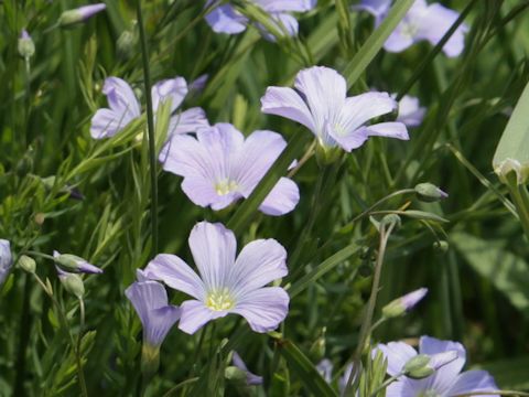 Linum perenne ssp. alpinum