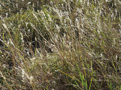 Schizachyrium scoparium