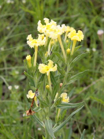 Lithospermum incisum