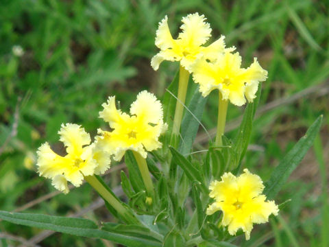 Lithospermum incisum