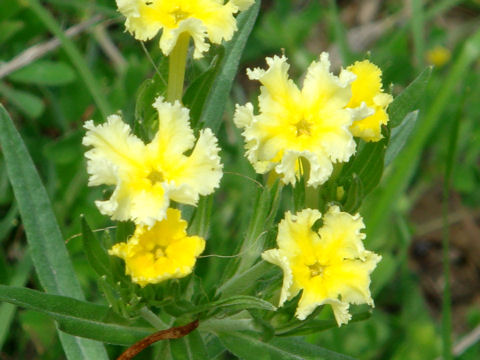 Lithospermum incisum