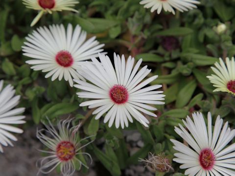 Dorotheanthus bellidiformis