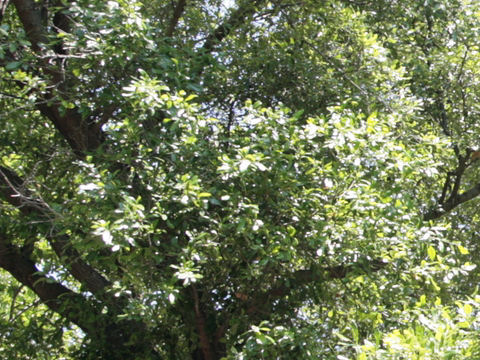 Quercus virginiana