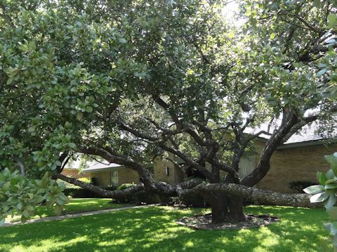 Quercus virginiana