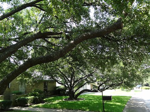 Quercus virginiana