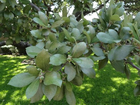 Quercus virginiana