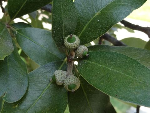 Quercus virginiana