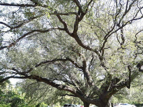 Quercus virginiana