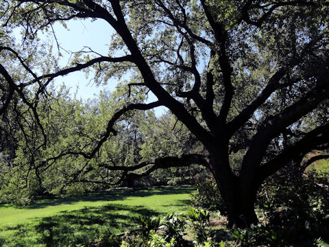 Quercus virginiana