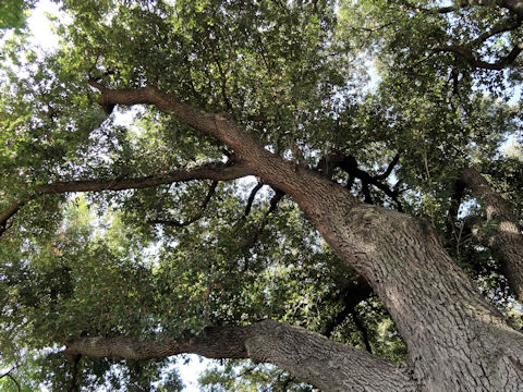 Quercus virginiana