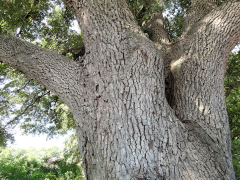 Quercus virginiana