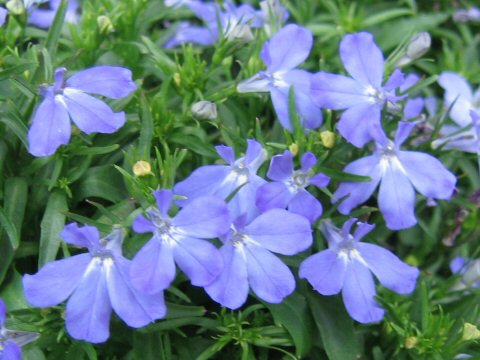 Lobelia erinus