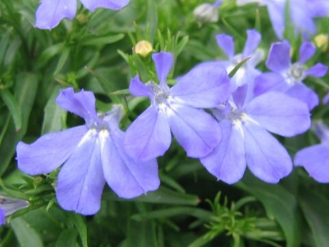 Lobelia erinus