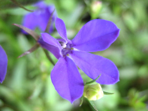 Lobelia erinus