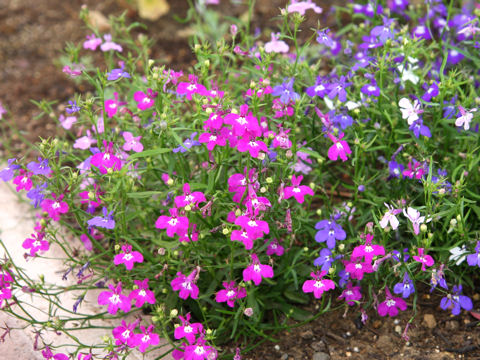 Lobelia erinus cv. Regatta