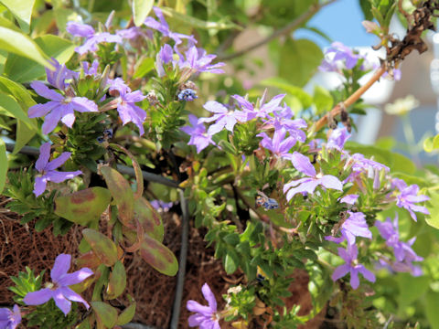 Lobelia erinus