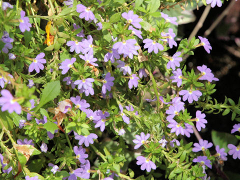 Lobelia erinus