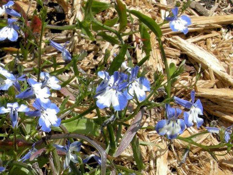 Lobelia erinus cv.