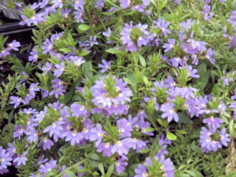 Lobelia erinus