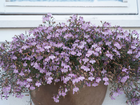 Lobelia erinus