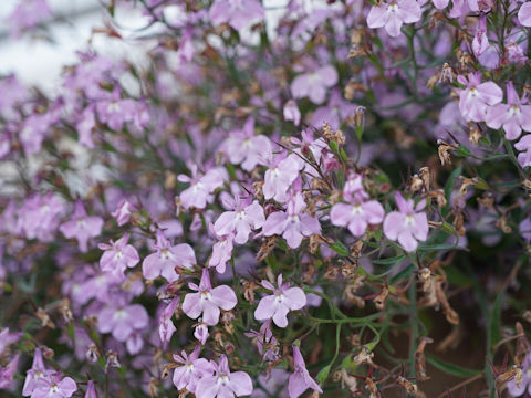 Lobelia erinus