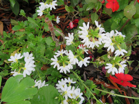 Lobelia erinus