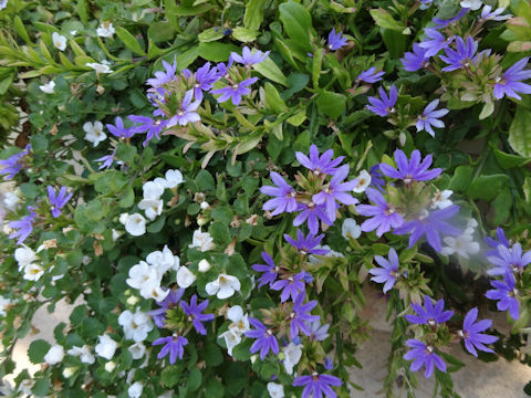 Lobelia erinus