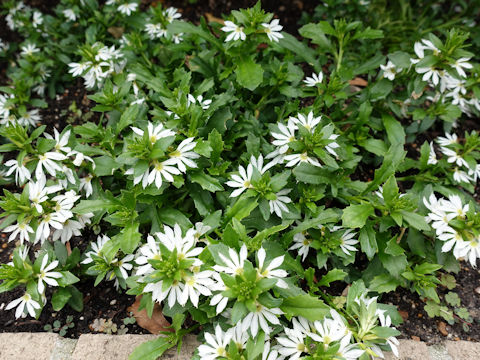 Lobelia purpurascens