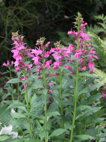 Lobelia x speciosa