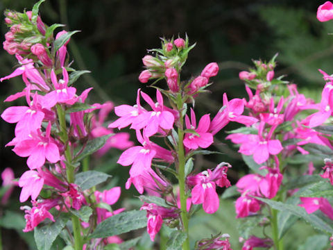 Lobelia x speciosa