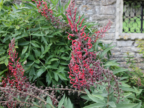 Lobelia tupa