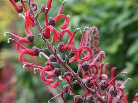 Lobelia tupa