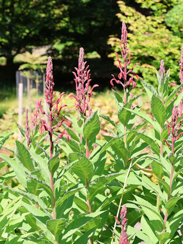 Lobelia tupa