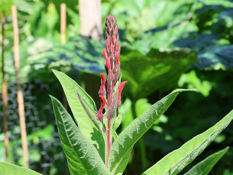 Lobelia tupa