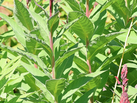 Lobelia tupa
