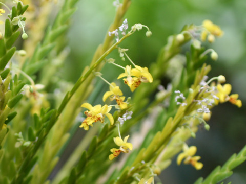 Lockhartia lunifera