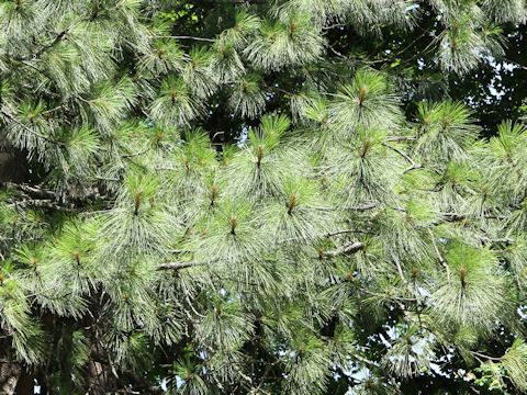 Pinus contorta