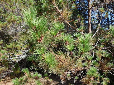 Pinus contorta