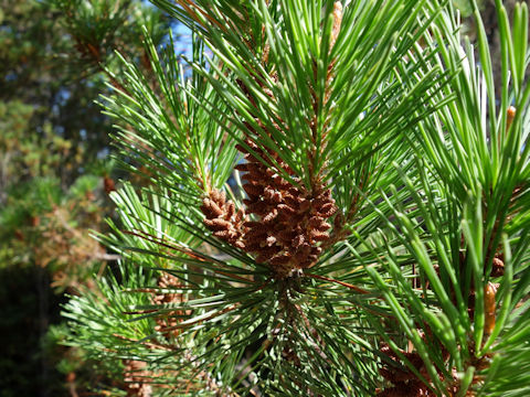 Pinus contorta