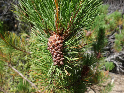 Pinus contorta