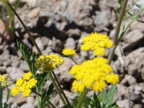 Lomatium dissectum