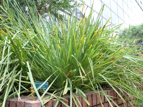 Lomandra integra