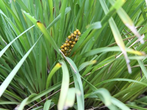 Lomandra integra