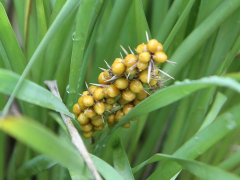 Lomandra integra