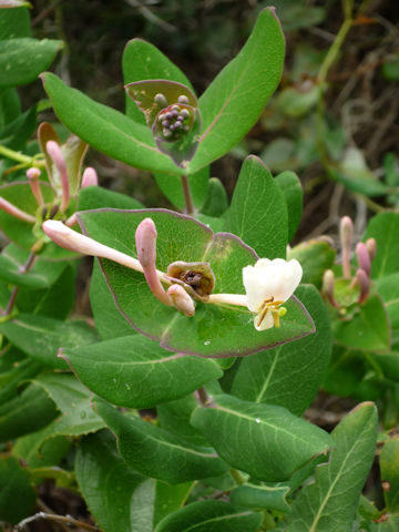 Lonicera implexa