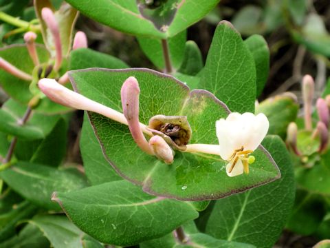 Lonicera implexa