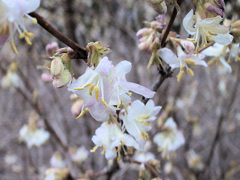 Lonicera x purpusii