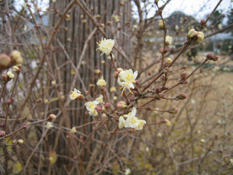 Lonicera x purpusii