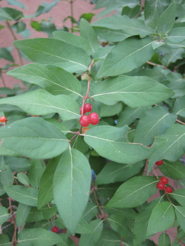 Lonicera utahensis